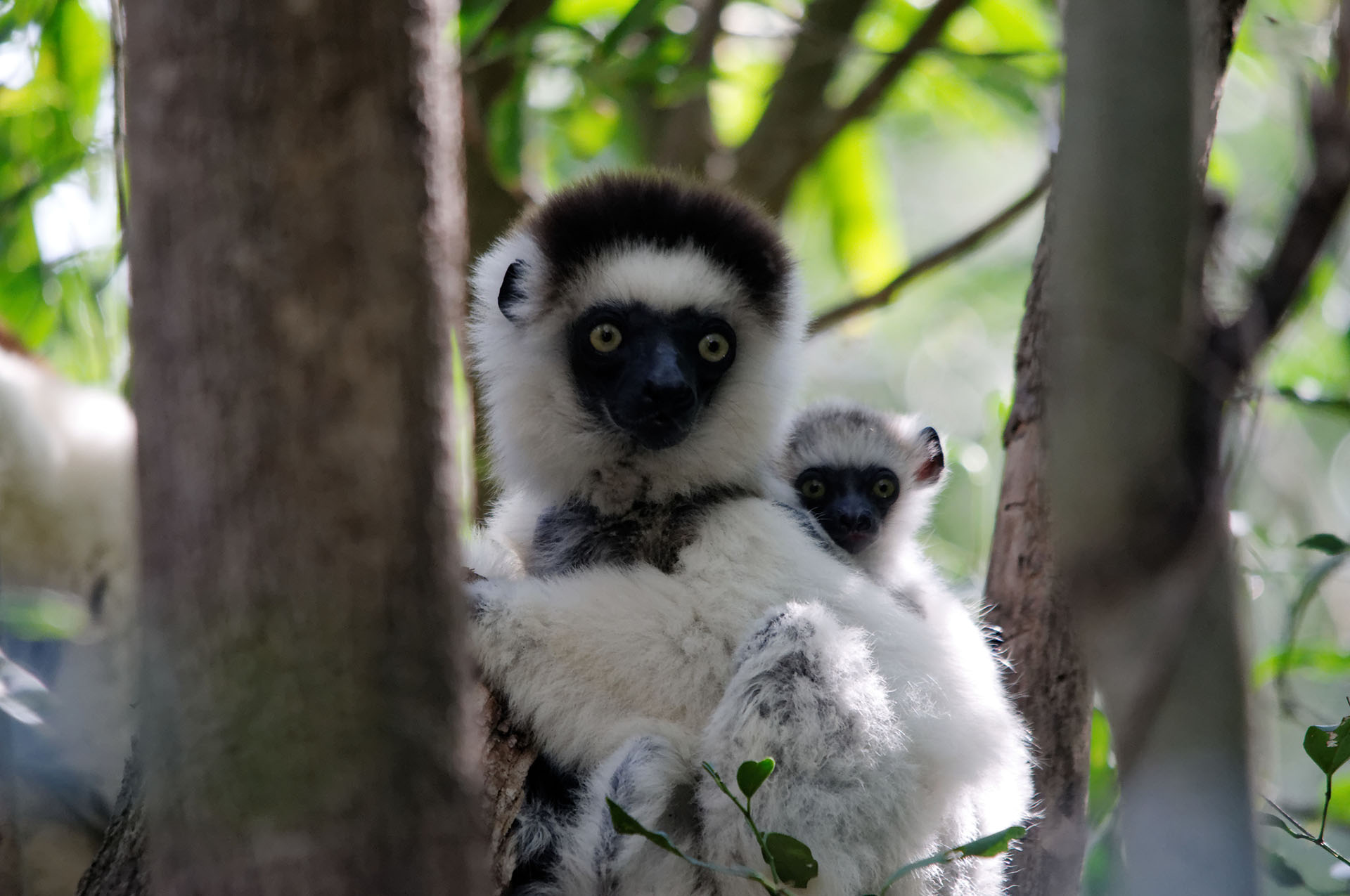 Propithèque de Verreaux : un Sifaka célèbre pour ses « sauts dansants » au sol